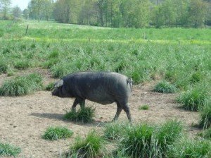 porc noir